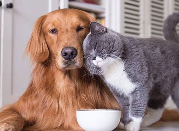 شایع ترین بیماری های حیوانات خانگی کدام اند؟